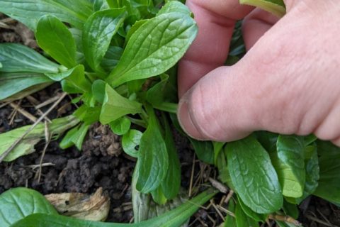 Récolter la mâche Terra Potager