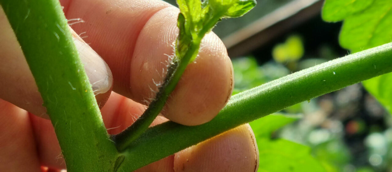 Juin Premi Res Tailles Premi Res Tomates Terra Potager