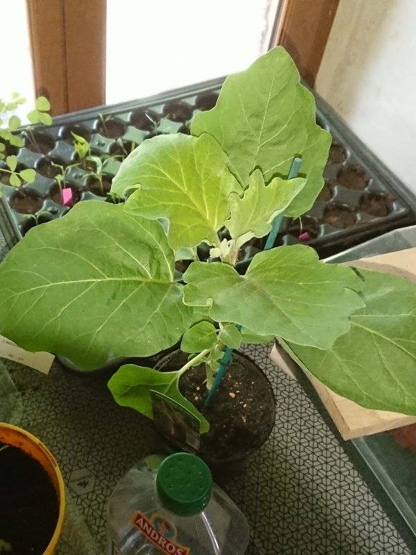 plant aubergine greffé