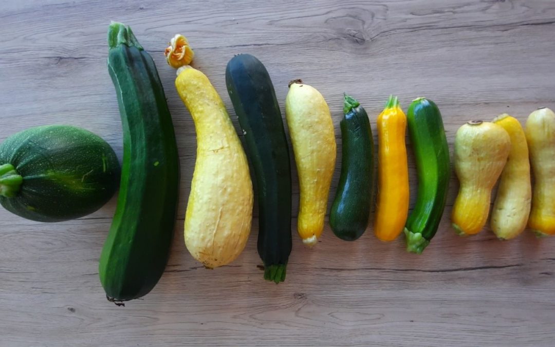 Cultiver la courgette au potager