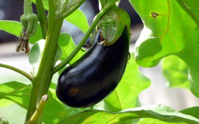 Cultiver l’aubergine au potager