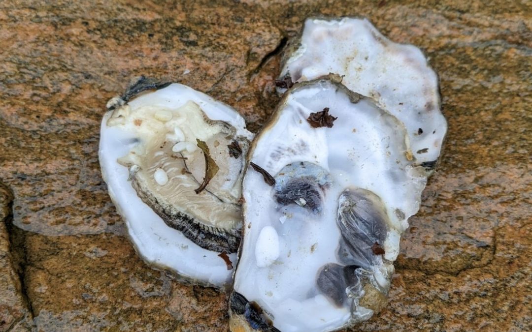 Les coquilles d’huîtres au jardin