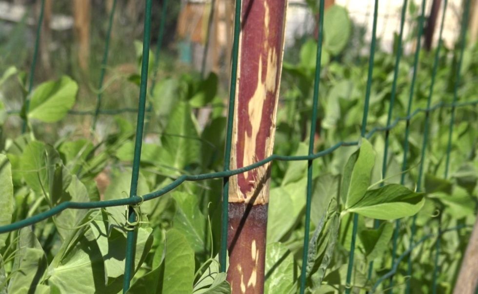 Le tuteurage des petits pois Terra Potager — free download