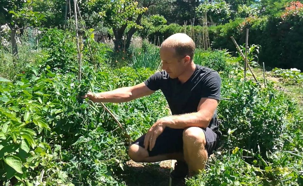 Le Tuteurage Des Petits Pois Terra Potager