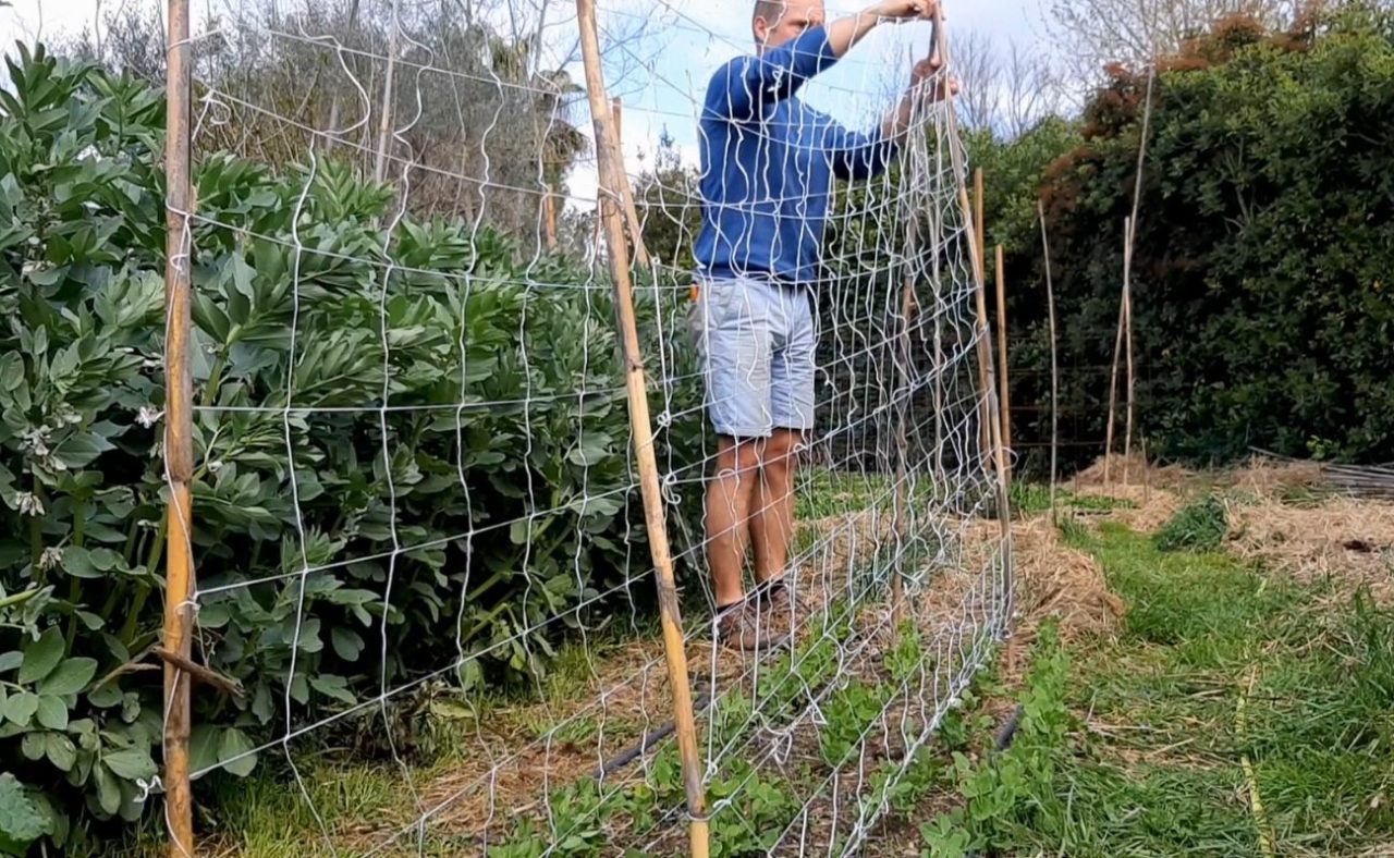 Le tuteurage des petits pois Terra Potager — free download