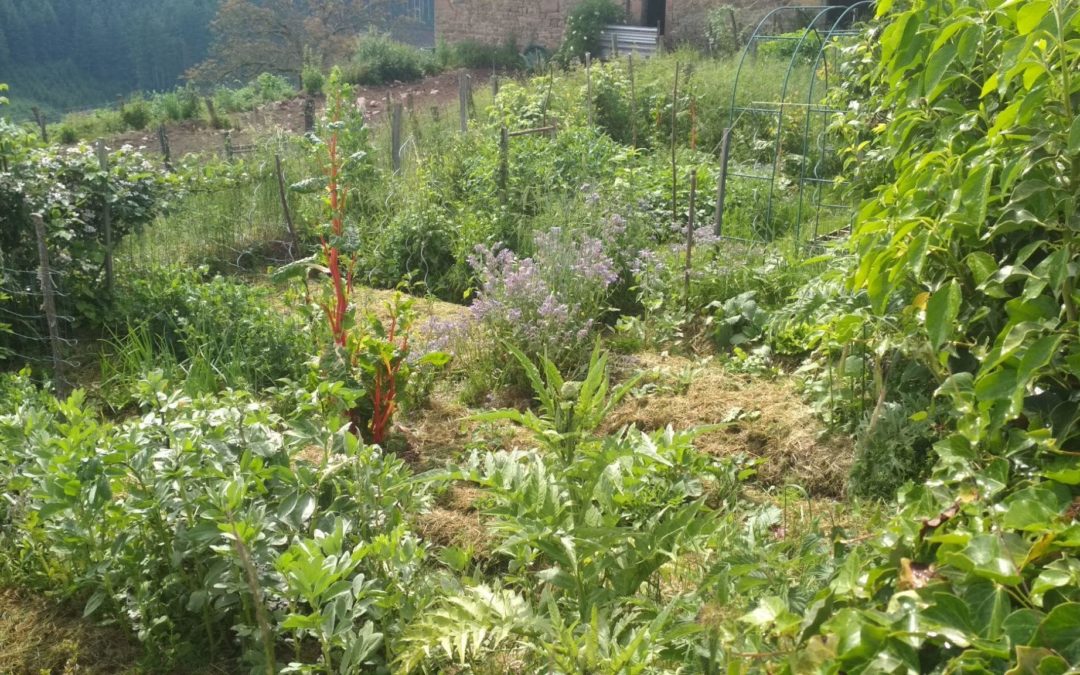 Le potager de montagne