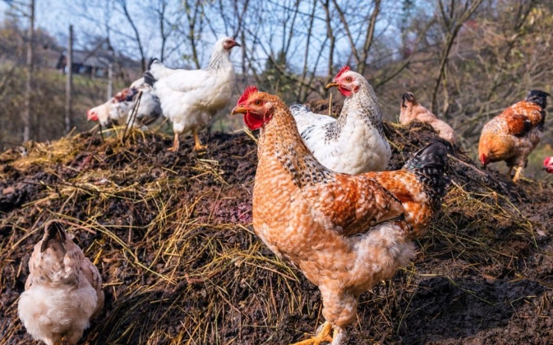 Les fientes de poules au potager