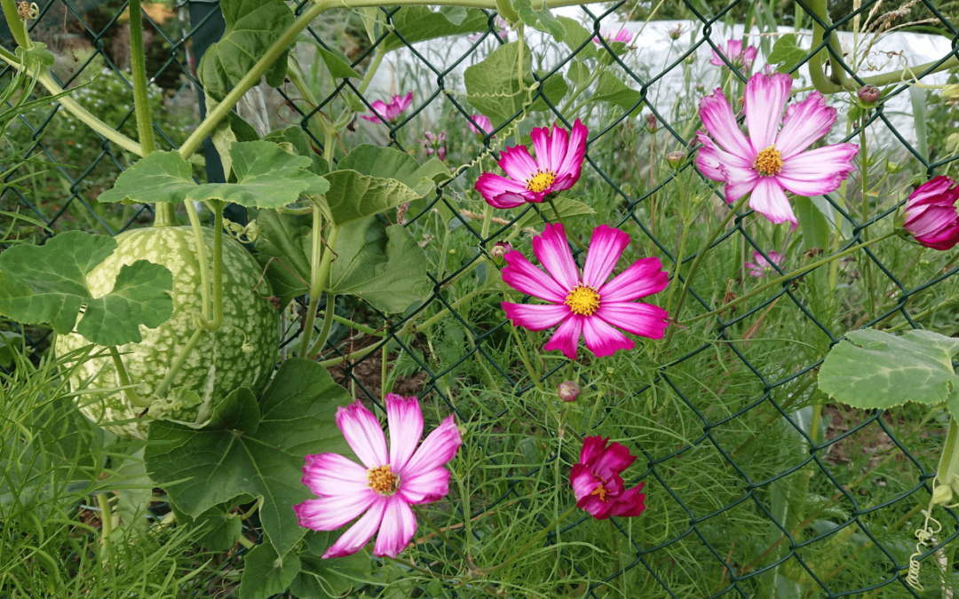 Les fleurs au potager