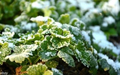 Nos conseils pour protéger ses légumes (et ses fruitiers) contre le gel