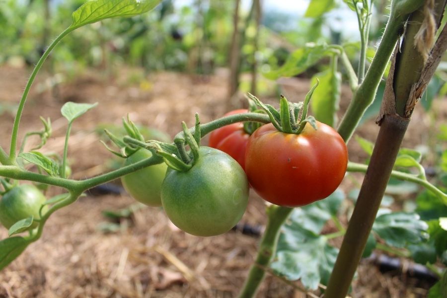 tomate précoce