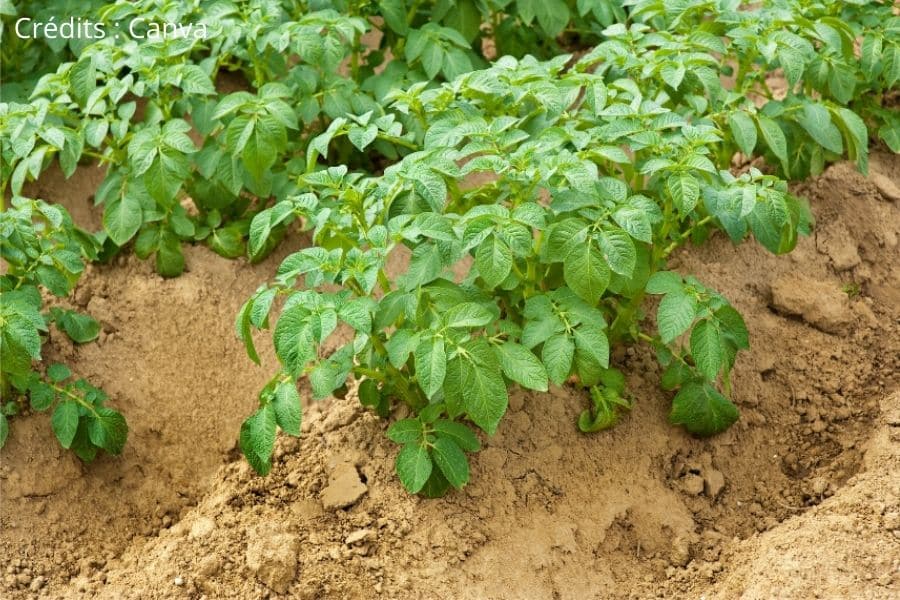 La plantation, le buttage et la fertilisation de pommes de terre au potager  - DCM