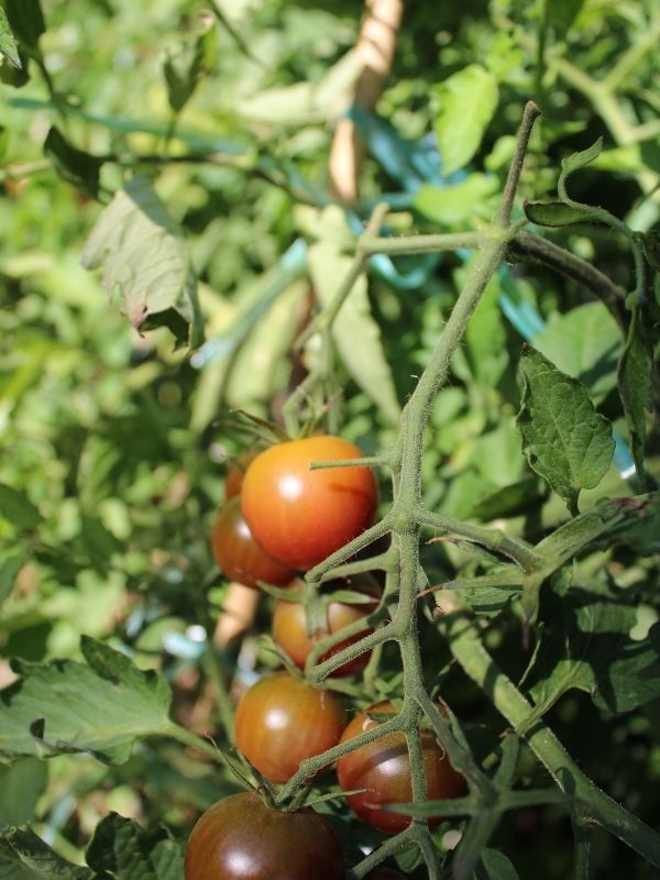 taille tomate cerise
