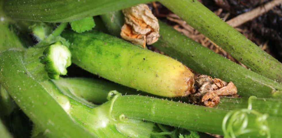 Mes courgettes jaunissent/pourrissent. Pourquoi ? | Terra Potager