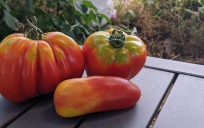 Mes tomates ne sont pas mûres/sont dures sur le dessus, pourquoi ?