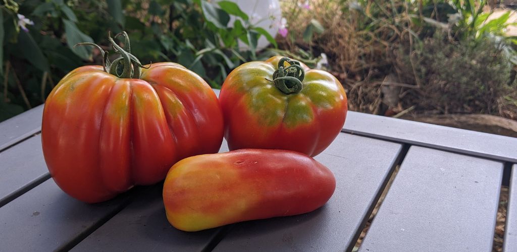 tomate pas mûr sur le dessus