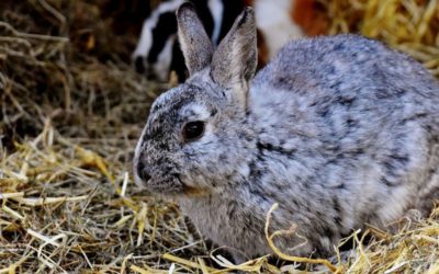 Le fumier de lapin au potager : avantages et utilisation