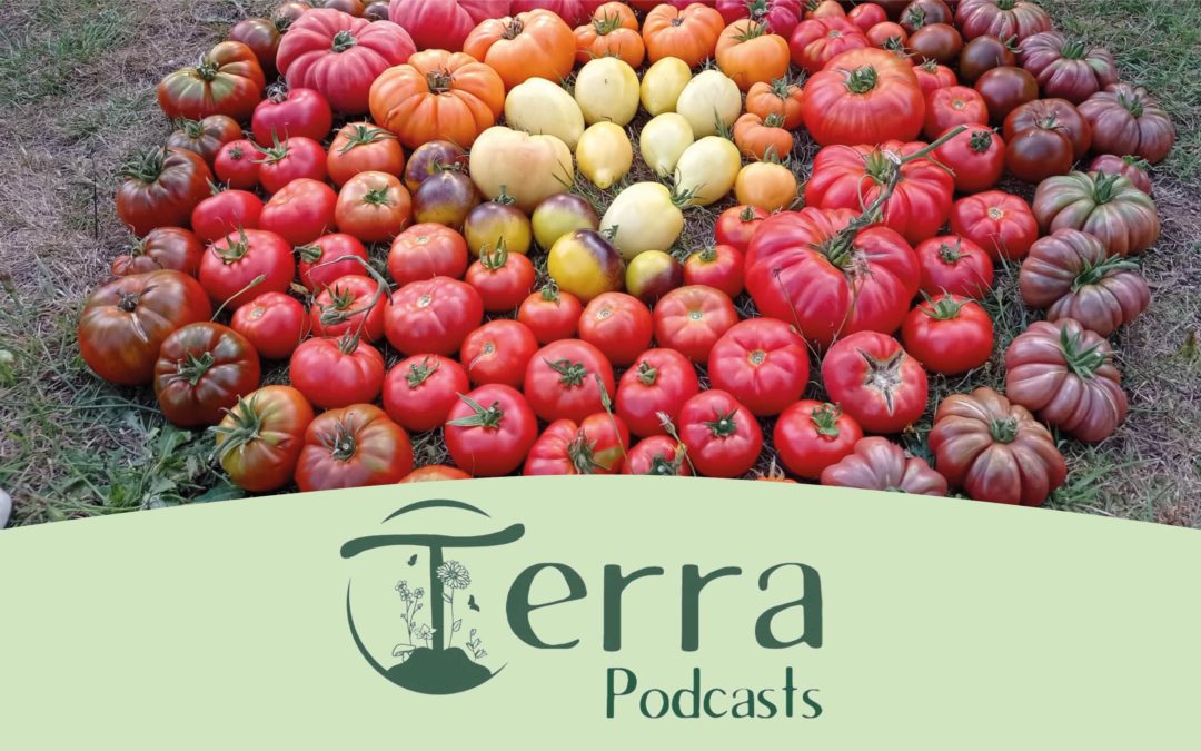 [Podcast #14] Actualité de fin août au potager