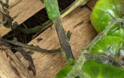 Mildiou des tomates : prévention et solutions