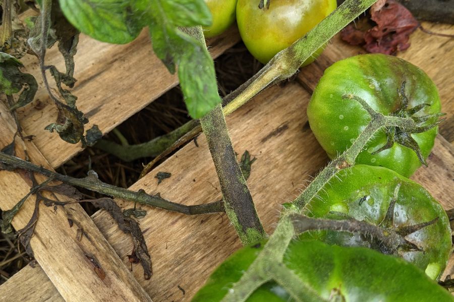 mildiou tomate