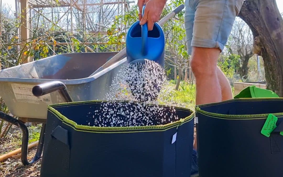 Culture des pommes de terre en sac : retour d’expérience