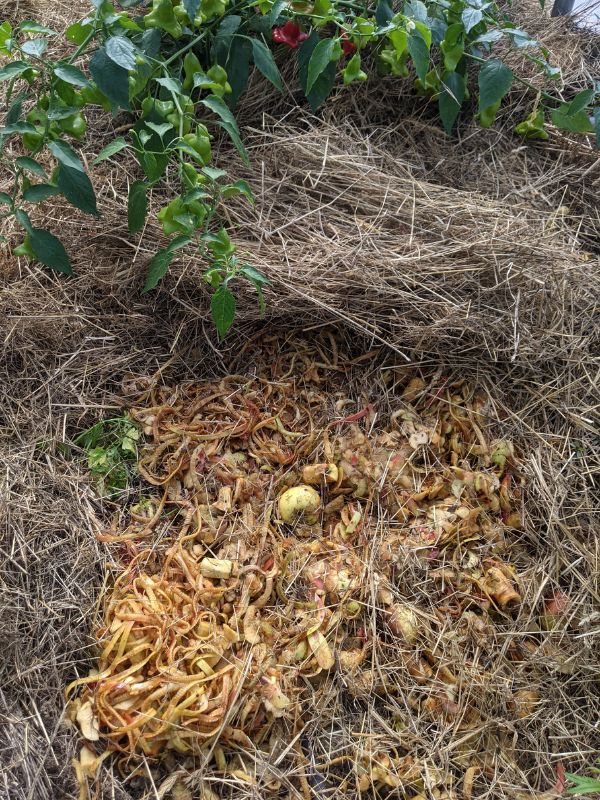 compost de surface pomme