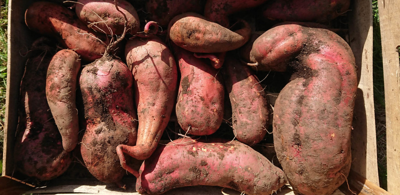 Quand récolter ses patates douces (et comment) Terra Potager