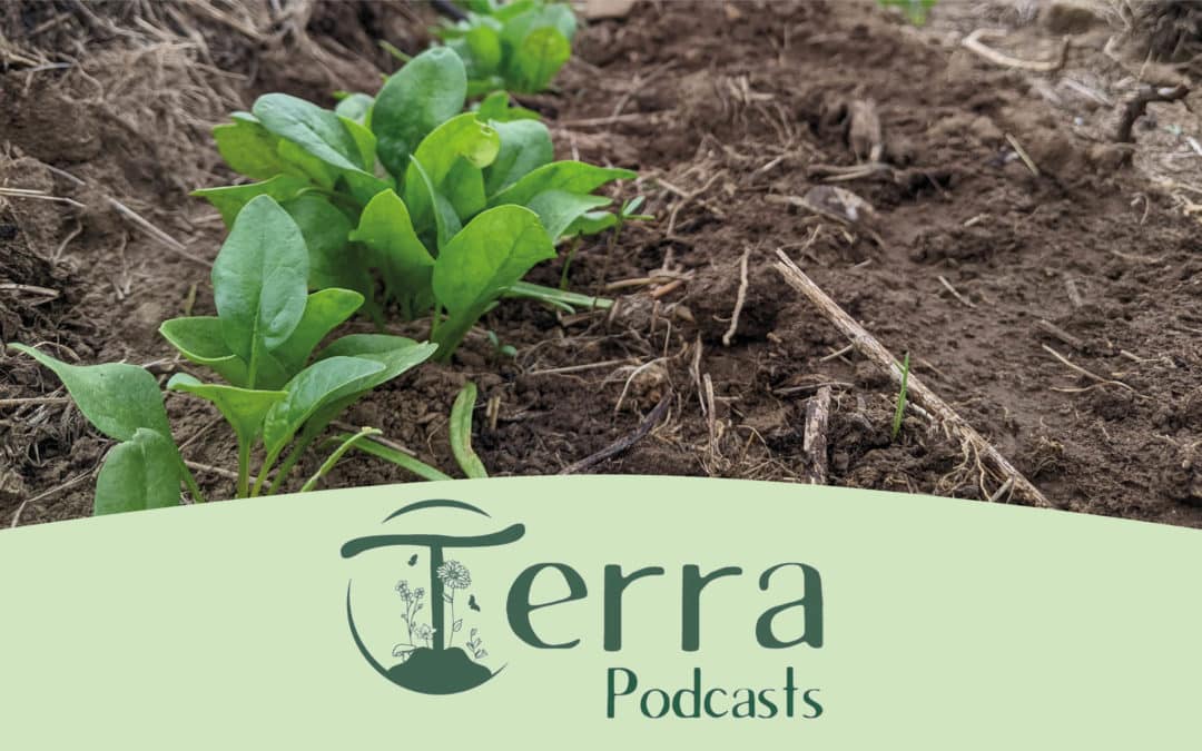 [Podcast #16] Réussir ses épinards