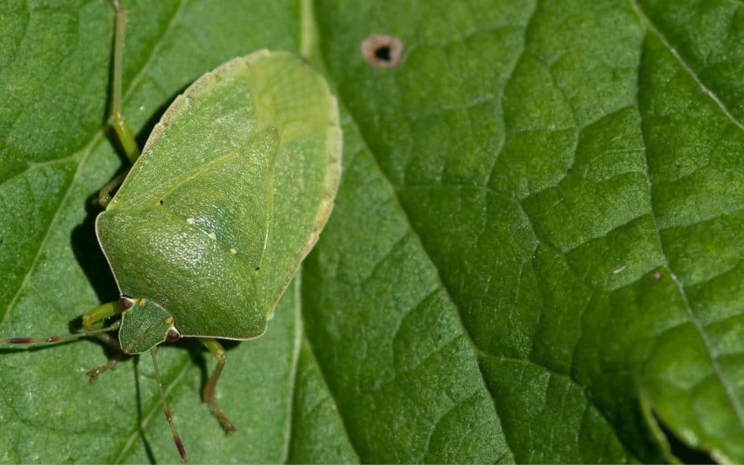 Connaissez vous Nezara Viridula ? Ou la punaise verte ponctuée.
