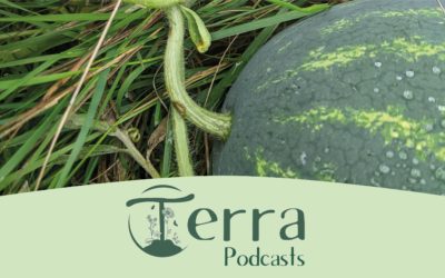 [Podcast #15] Quand récolter les patates douces, les melons, les pastèques, les tomates…?