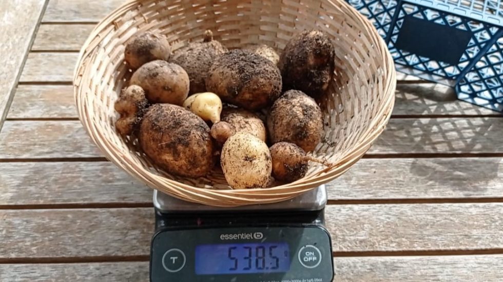 Culture des pommes de terre en sac retour d