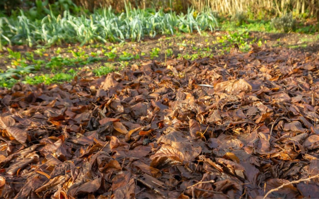 Le paillage en hiver au potager : avantages et inconvénients