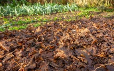 Le paillage du potager en hiver : avantages et inconvénients