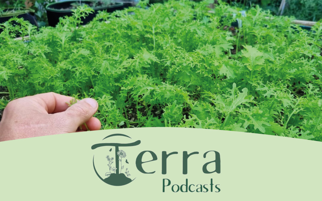 [Podcast #17] Octobre au potager