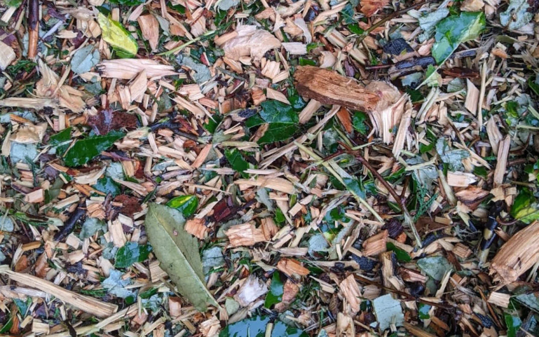 Paillage gratuit : où en trouver ?
