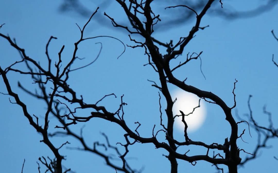 Jardiner avec la lune ?