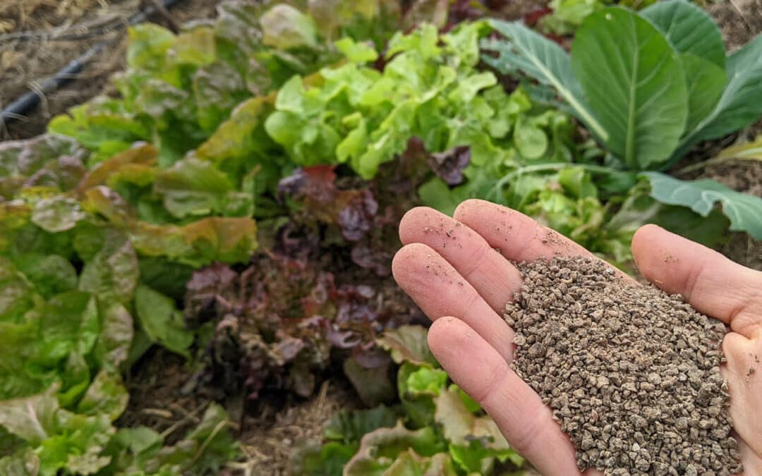 Comment calculer la quantité d’engrais à mettre au potager ? (et les besoins NPK par légumes)
