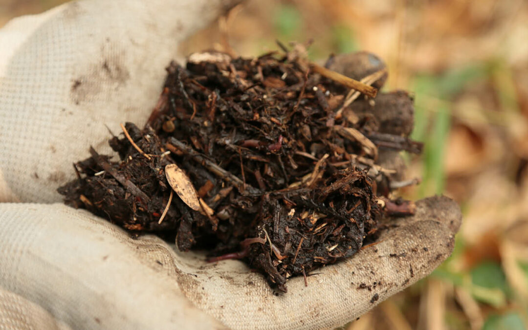 Quelle quantité de compost par mètre carré (m²) au potager ?