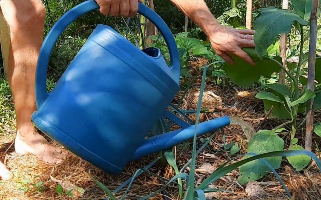 Quand mettre de l’urine au potager ?