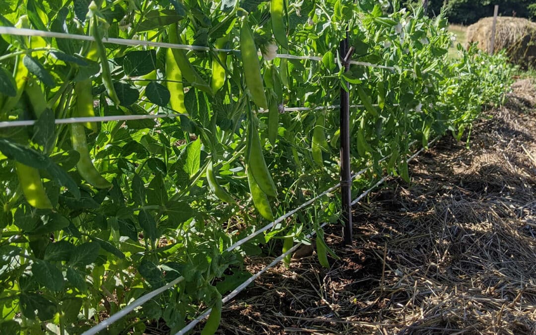 Semer les pois : tout pour réussir !