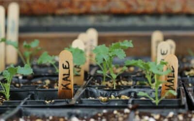 Bien semer et planter les choux (fleurs, cabus, kale, brocoli, etc) [Vidéo abonnés]