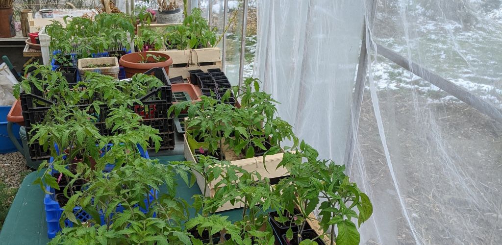 Quand planter les tomates sous serre ?