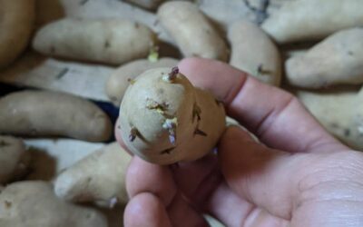 Réussir sa plantation de pommes de terre [Vidéo abonnés]