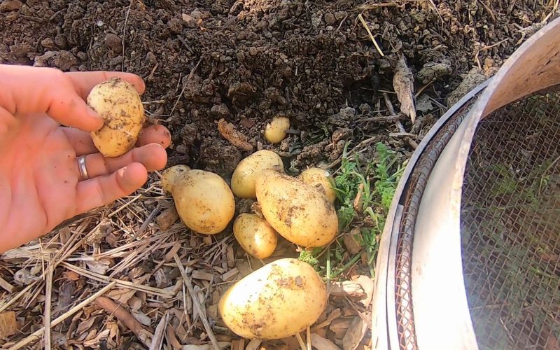 Quand récolter les pommes de terre primeur ? (et comment)