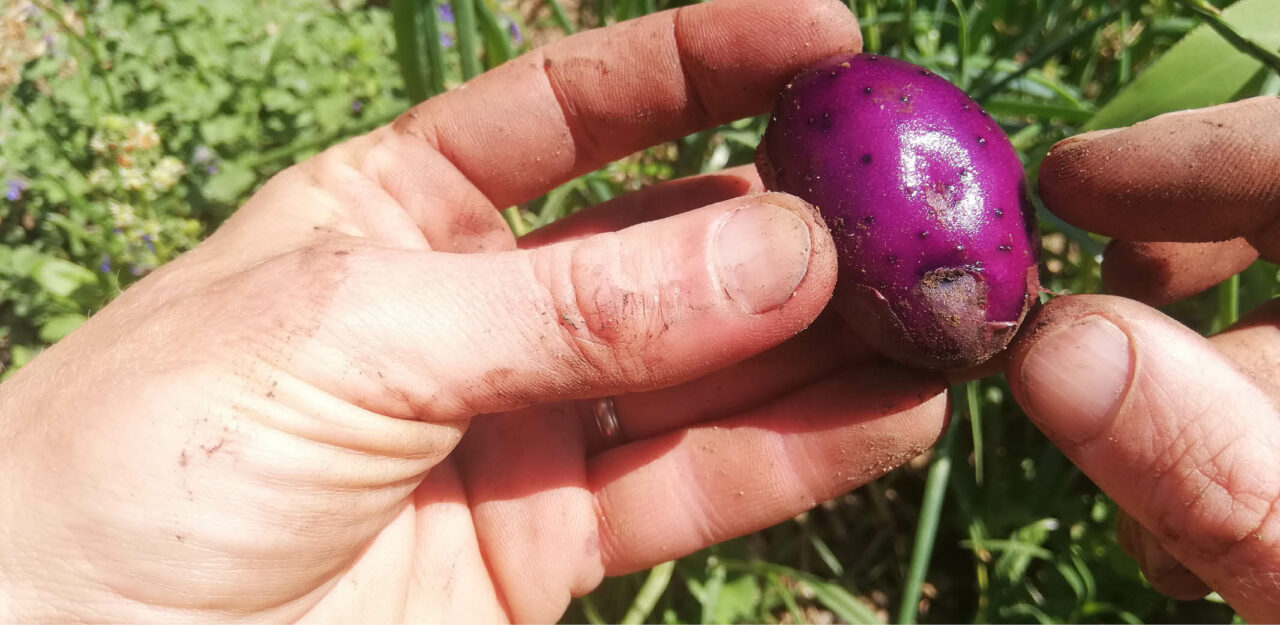 Quand récolter les pommes de terre primeur ? (et comment) Terra Potager