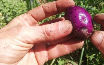 Quand récolter les pommes de terre primeur ? (et comment)