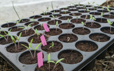 3 techniques de semis pour préparer ses plants au potager