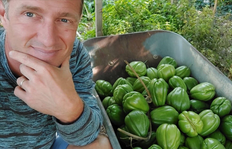 Tout savoir sur la germination de la chayotte (chouchou, christophine — free download