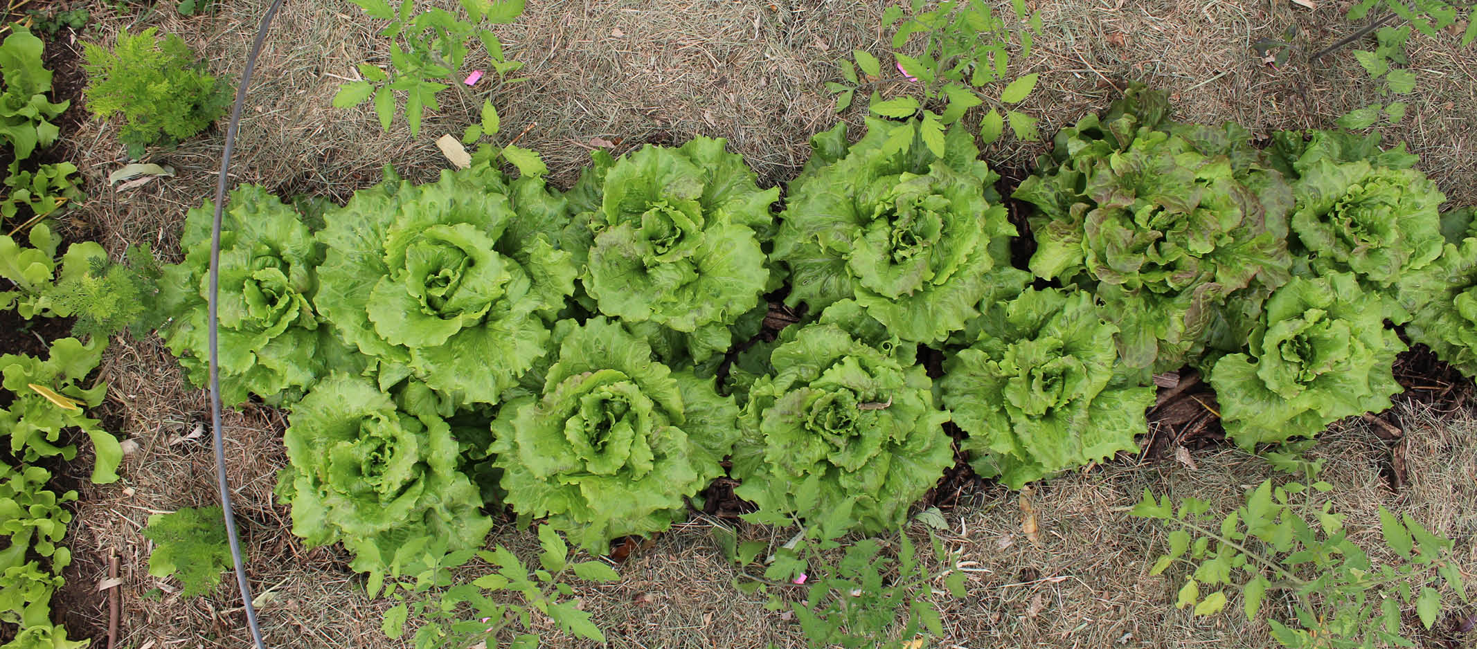 laitue variété précoce