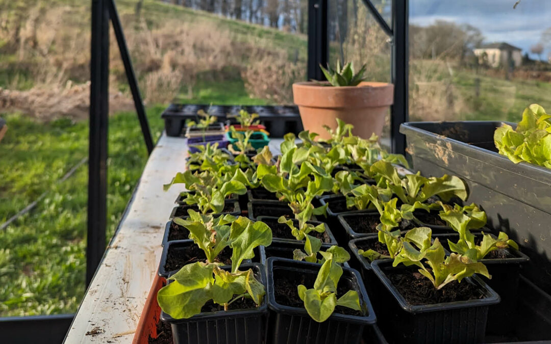Les semis de février au potager