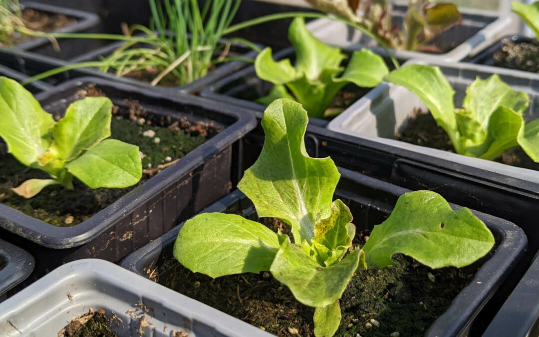 Les semis de mars au potager